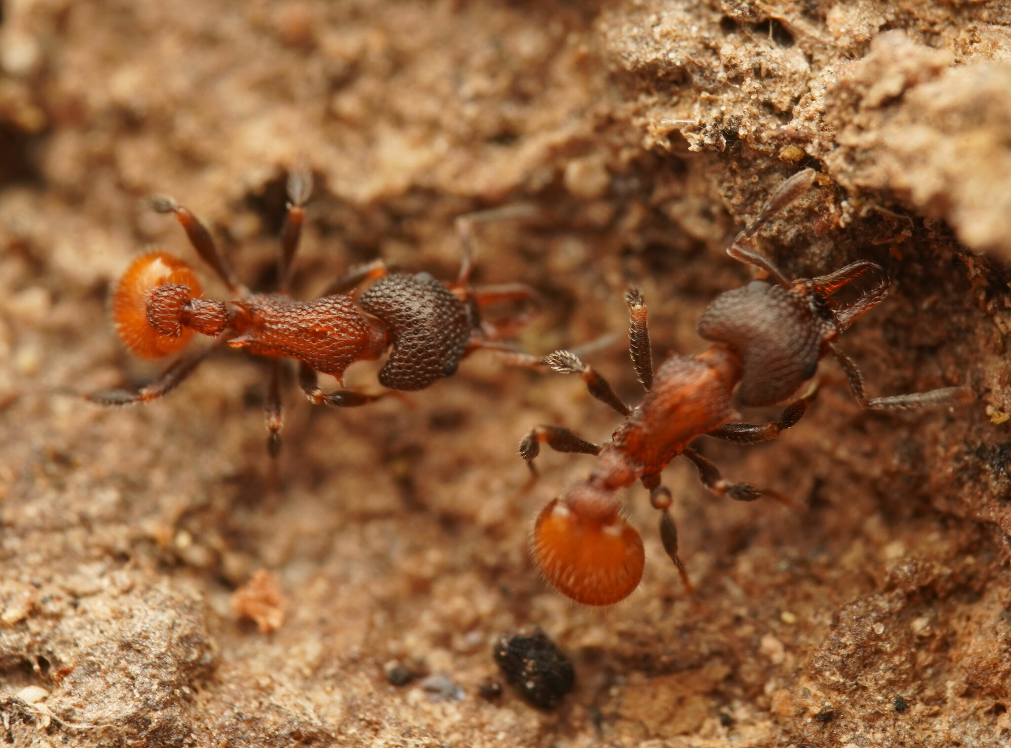 Epopostruma infuscocephala