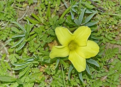 Oxalis flava