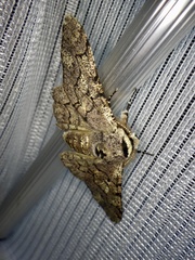 Biston robustum robustum