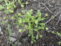 Brachyscome goniocarpa