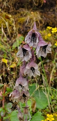 Delphinium vestitum