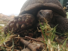 Stigmochelys pardalis