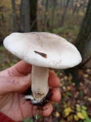 Infundibulicybe geotropa