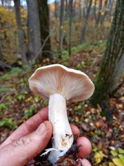 Infundibulicybe geotropa