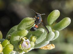 Leptochilus cruentatus