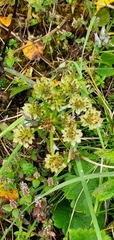 Hymenolaena candollei