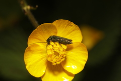 Oedemera