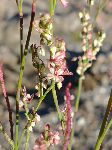 Coastal jointweed (Polygonella articulata)
