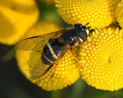 Dasysyrphus tricinctus