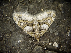 Esakiopteryx volitans