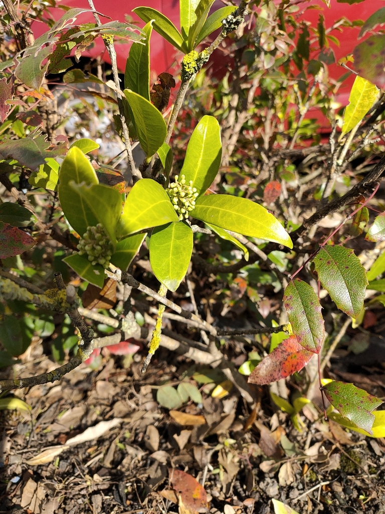 Japanese Skimmia from Greater Manchester on October 15, 2022 at 11:14 ...