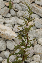 Rumex conglomeratus