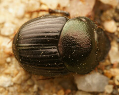 Onthophagini