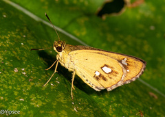 Scobura isota