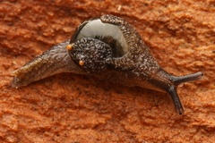 Helicarion cuvieri