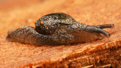 Helicarion cuvieri