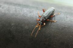 Allecula melanaria