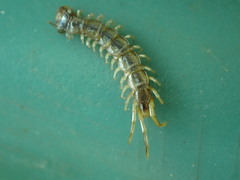 Lithobius melanops