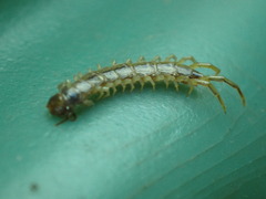 Lithobius melanops
