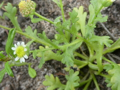Brachyscome goniocarpa