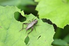 Loxoblemmus sylvestris
