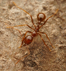 Aphaenogaster longiceps