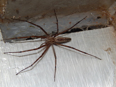 Euprosthenops