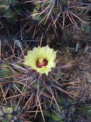 Corynopuntia invicta