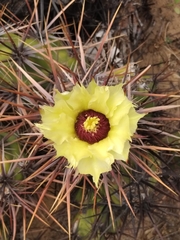 Corynopuntia invicta
