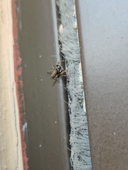 Salticidae