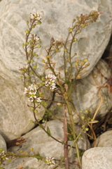 Cochlearia officinalis