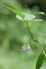 Amphicarpaea edgeworthii