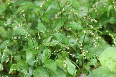 Persicaria posumbu