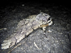 Biston robustum robustum