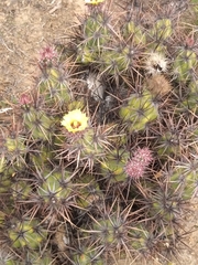 Corynopuntia invicta