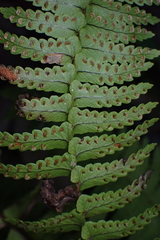 Nephrolepis undulata