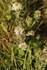 Lepidium draba