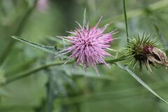 Cirsium nipponicum incomptum
