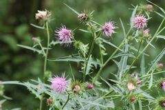 Cirsium nipponicum incomptum