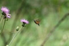 Macroglossum pyrrhosticta