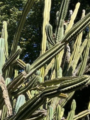 Cereus