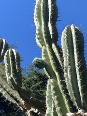 Cereus