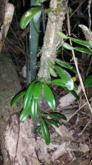 Bulbophyllum analamazoatrae image