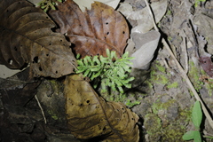 Selaginella minutifolia
