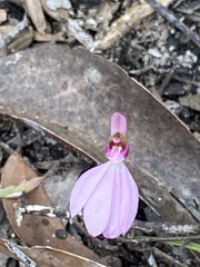 Caladenia