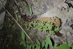 Selaginella minutifolia
