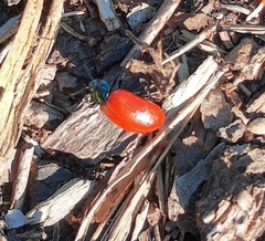 Chrysomela populi