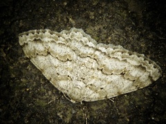 Ectropis crepuscularia