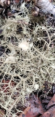 Usnea