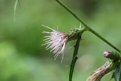 Cirsium microspicatum microspicatum